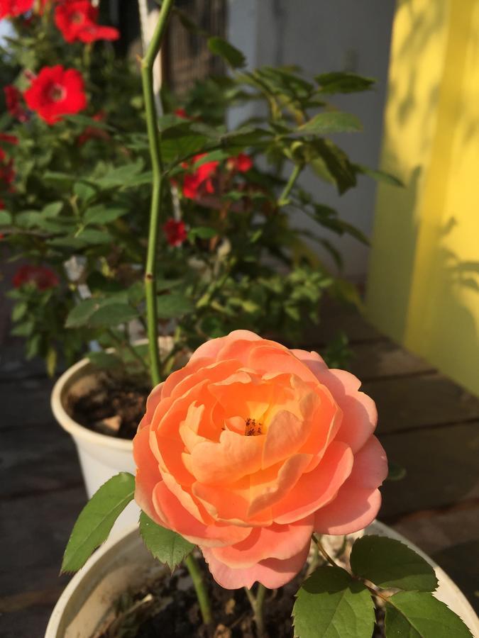 Adam Eva Homestay Dong Hoi Exteriör bild